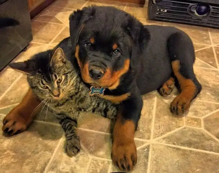 14 Things Rottweiler Owners Know So Well