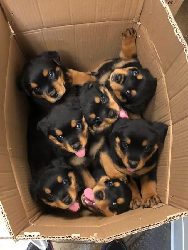 12 Photos Prove Rottweiler Is The Worst Dog Breed Ever 4 12 Photos Prove Rottweiler Is The Worst Dog Breed Ever