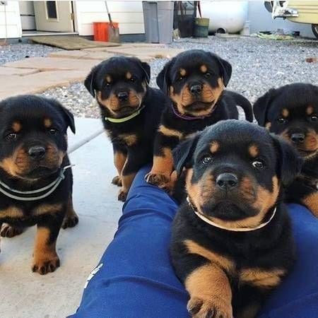 Rottweilers Can Change Your Life