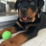 rottweiler-puppy-1-1