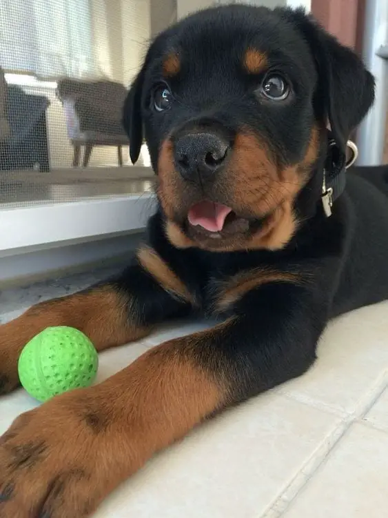 14 Signs Prove Rottweilers Are Plotting Your Murder