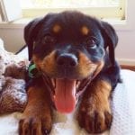 rottweiler-puppy-1-2