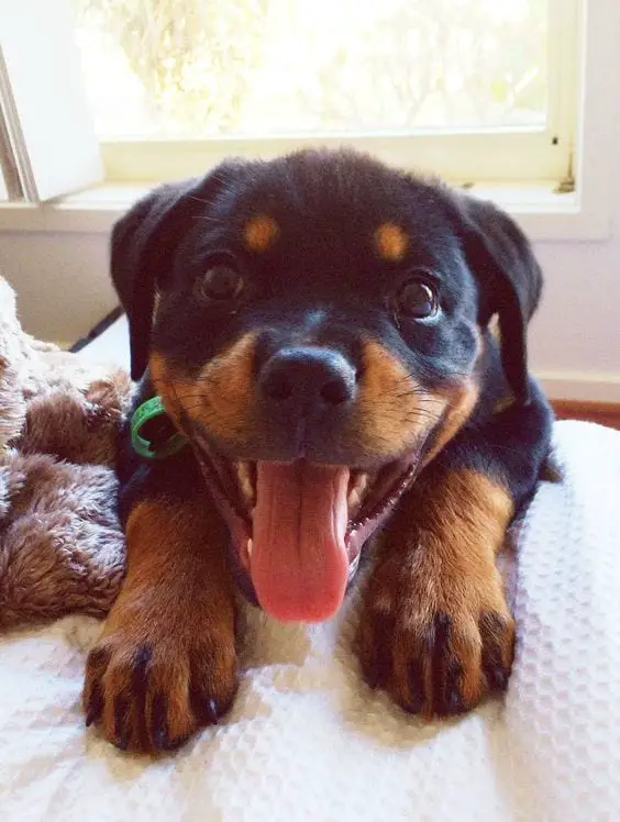 14 Things Rottweiler Owners Know So Well 1 Rottweiler owners