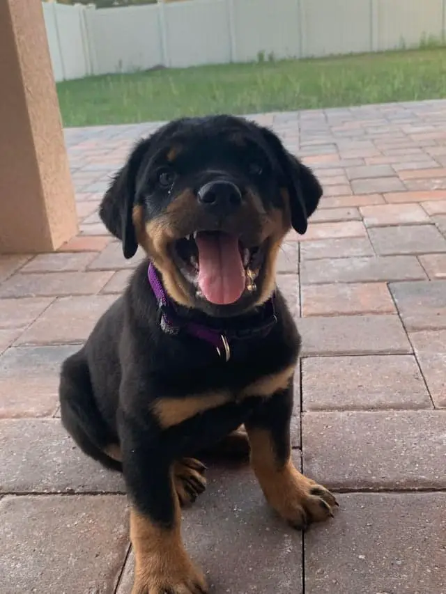 12 Photos Prove Rottweiler Is The Worst Dog Breed Ever 5 12 Photos Prove Rottweiler Is The Worst Dog Breed Ever