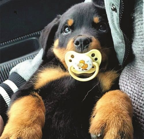 12 Signs You Are Crazy About Rottweilers