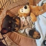 rottweiler-puppy-bed