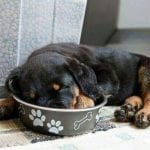 rottweiler-puppy-bowl