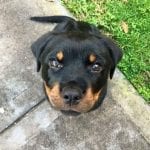rottweiler-puppy-eyes