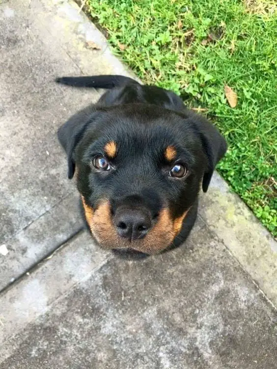 14 Things Rottweiler Owners Know So Well