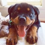 rottweiler-puppy-smile