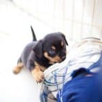 rottweiler-puppy-sneakers