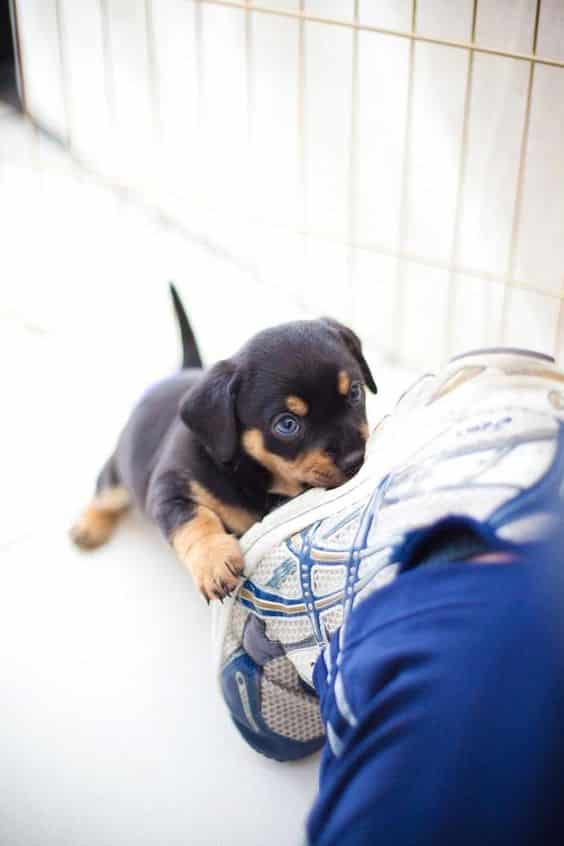 14 Things Rottweiler Owners Know So Well 4 14 Things Rottweiler Owners Know So Well