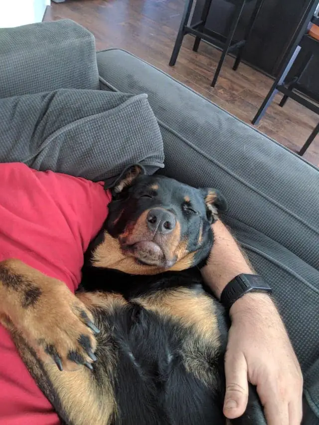 15+ Rottweilers Sleeping In Weird Positions 1 Rottweilers Sleeping