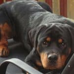 rottweiler-spying