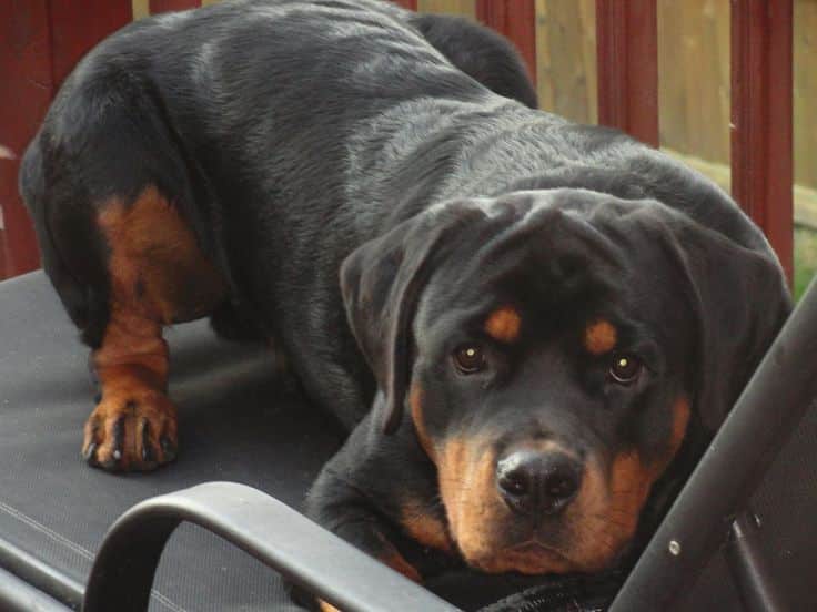 14 Signs Prove Rottweilers Are Plotting Your Murder