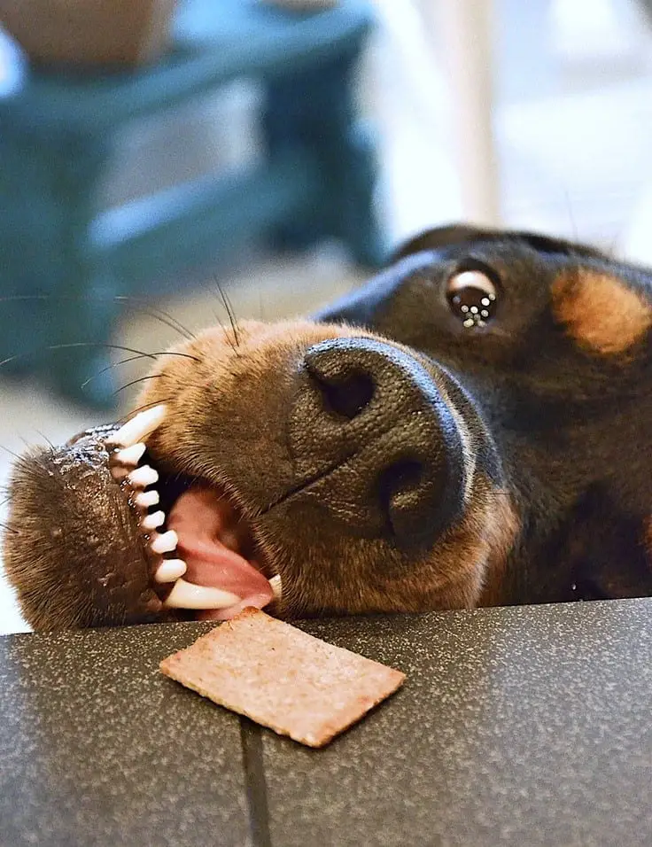 14 Things Rottweiler Owners Know So Well 3 Rottweiler owners