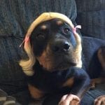 rottweiler-with-wig-costume_large