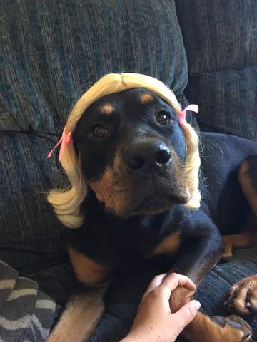 15 Rottweiler Photos Prove They Are Way Cooler Than You! 5 15 Rottweiler Photos Prove They Are Way Cooler Than You!