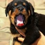 rottweiler-yawn