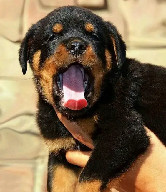 12 Photos Prove Rottweiler Is The Worst Dog Breed Ever