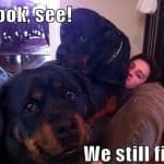 rottweilers-meme