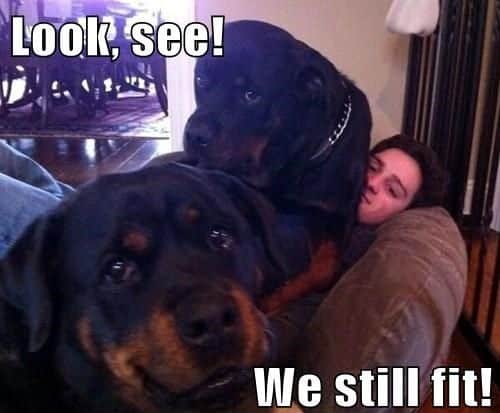 14 Signs Prove Rottweilers Are Plotting Your Murder