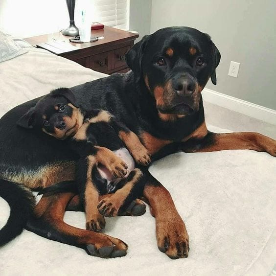 14 Signs Prove Rottweilers Are Plotting Your Murder 2 Rottweilers are plotting your murder, rottweilers