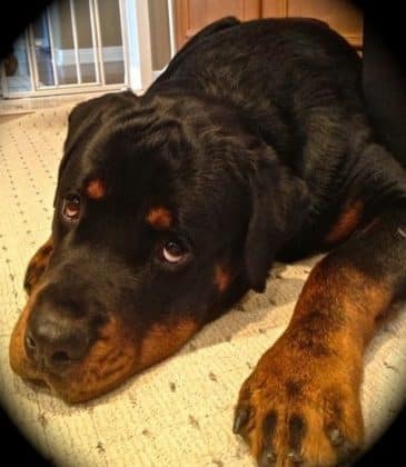12 Signs You Are Crazy About Rottweilers - Rottweiler Life