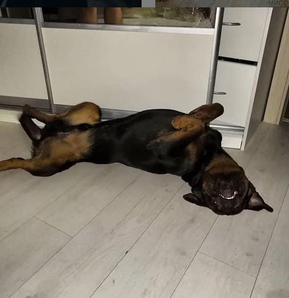 14 Pictures Showing The True Temperament of Rottweilers 8 Rottweilers