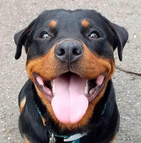 14 Pictures Showing The True Temperament of Rottweilers 7 Rottweilers