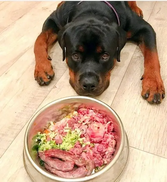 Rottweiler eating meat