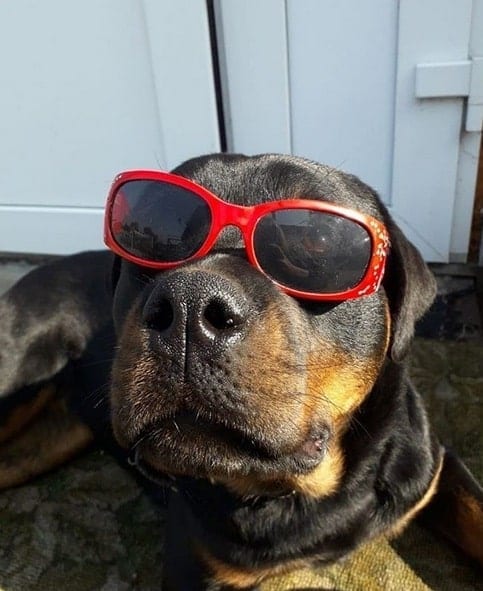 14 Pictures Prove That A Rottweiler Will Be Great As A Friend For You Baby Since Day 1 14 Rottweiler sunglasses