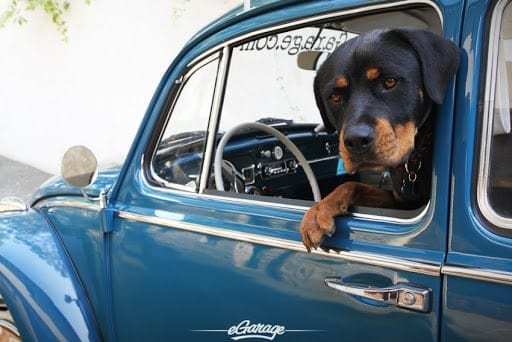 10 Signs Show That Rottweilers Drive Better Than You 2 Rottweilers Drive