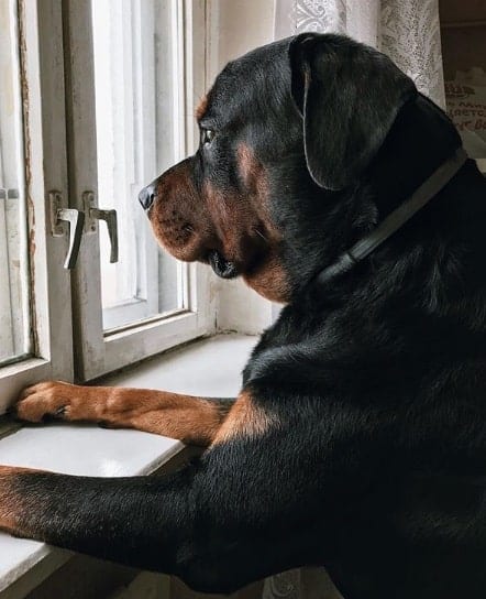 14 Pictures Prove That A Rottweiler Will Be Great As A Friend For You Baby Since Day 1 1 rottweiler