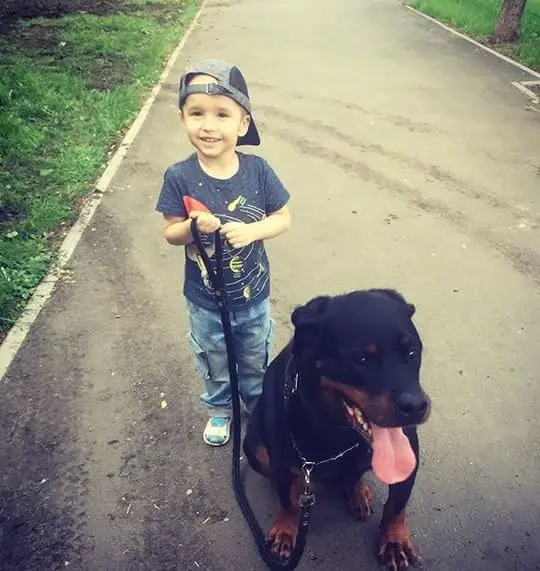 14 Pictures Showing The True Temperament of Rottweilers 14 Rottweilers