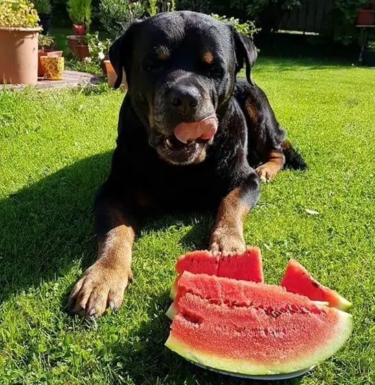 rottweiler eating watermelon 