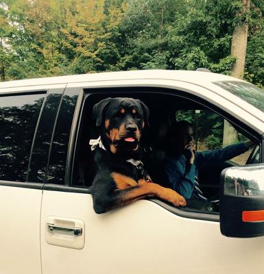 15 Rottweiler Photos Prove They Are Way Cooler Than You!