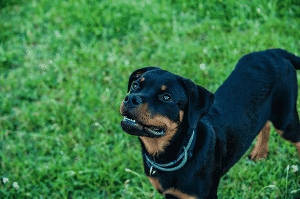 Rottweiler