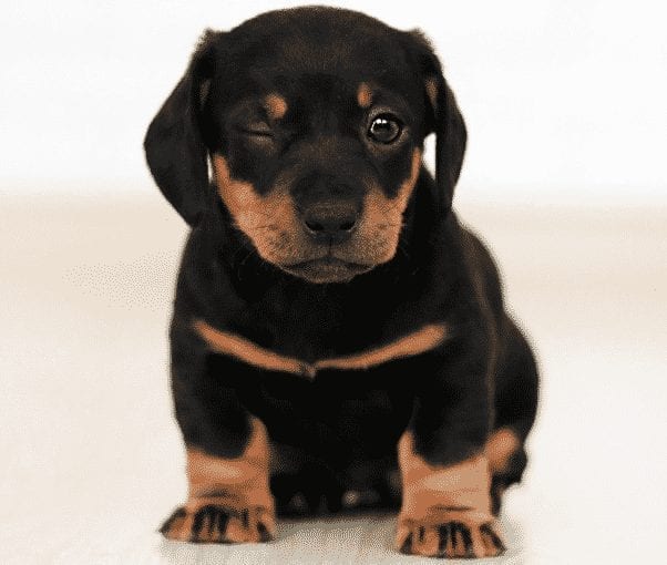How To Find Time For Your Rottweiler Puppy While Still At School 3 rottweiler