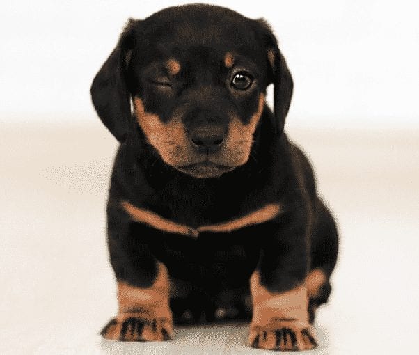 Rottweiler