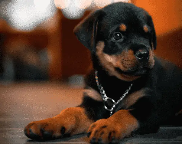 Rottweiler