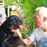 Rottweiler Fully In Charge