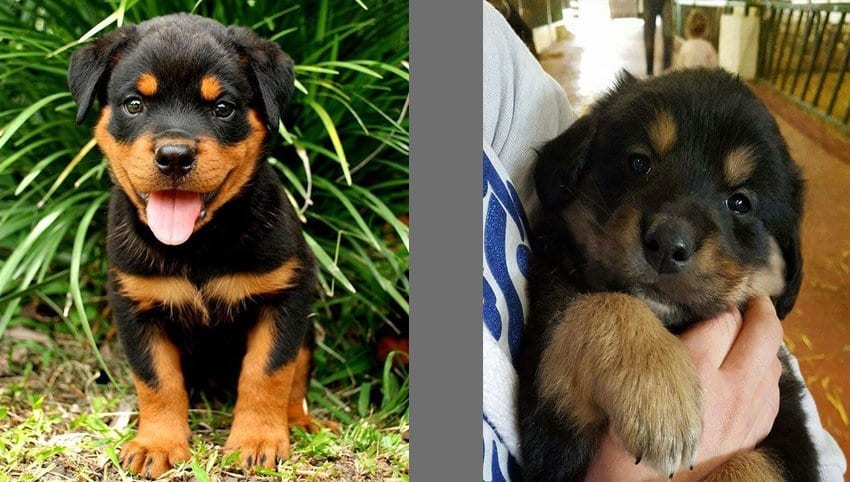 Rottweiler