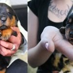 Rottweiler is Taking Over the House