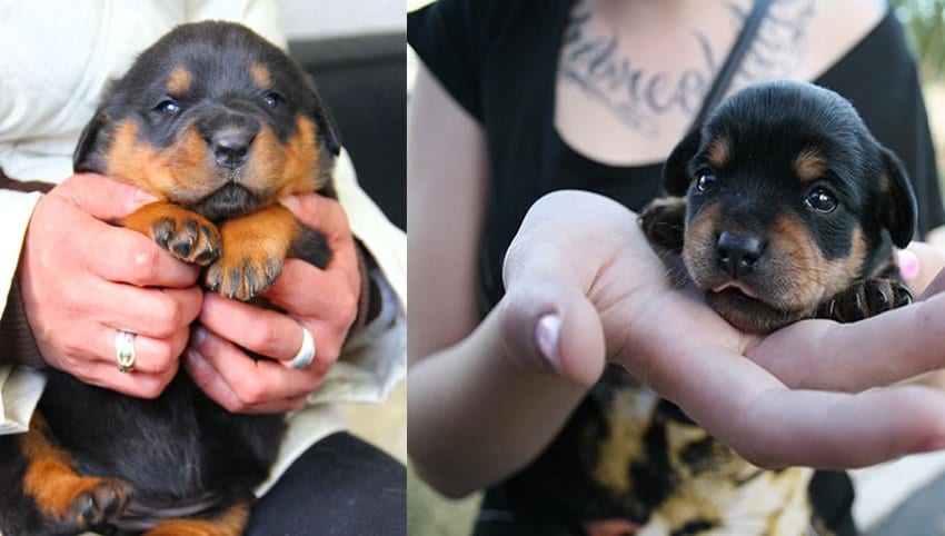 Rottweiler is Taking Over the House