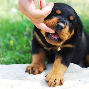 Conquer Your Rottweiler