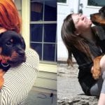 Things We Do As Rottweiler Parents