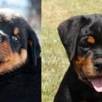 Rottweiler Wants to Tell You