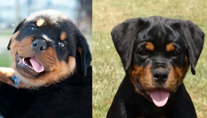 Rottweiler Wants to Tell You