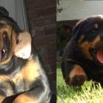 Overprotective Rottweiler Parent